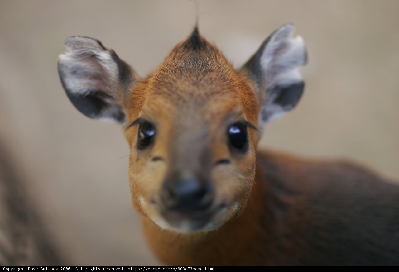 Majestic Deer in Close-up