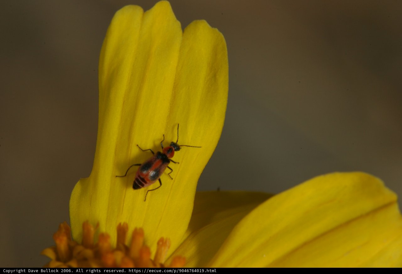 Bug on a Striped Yellow Flower