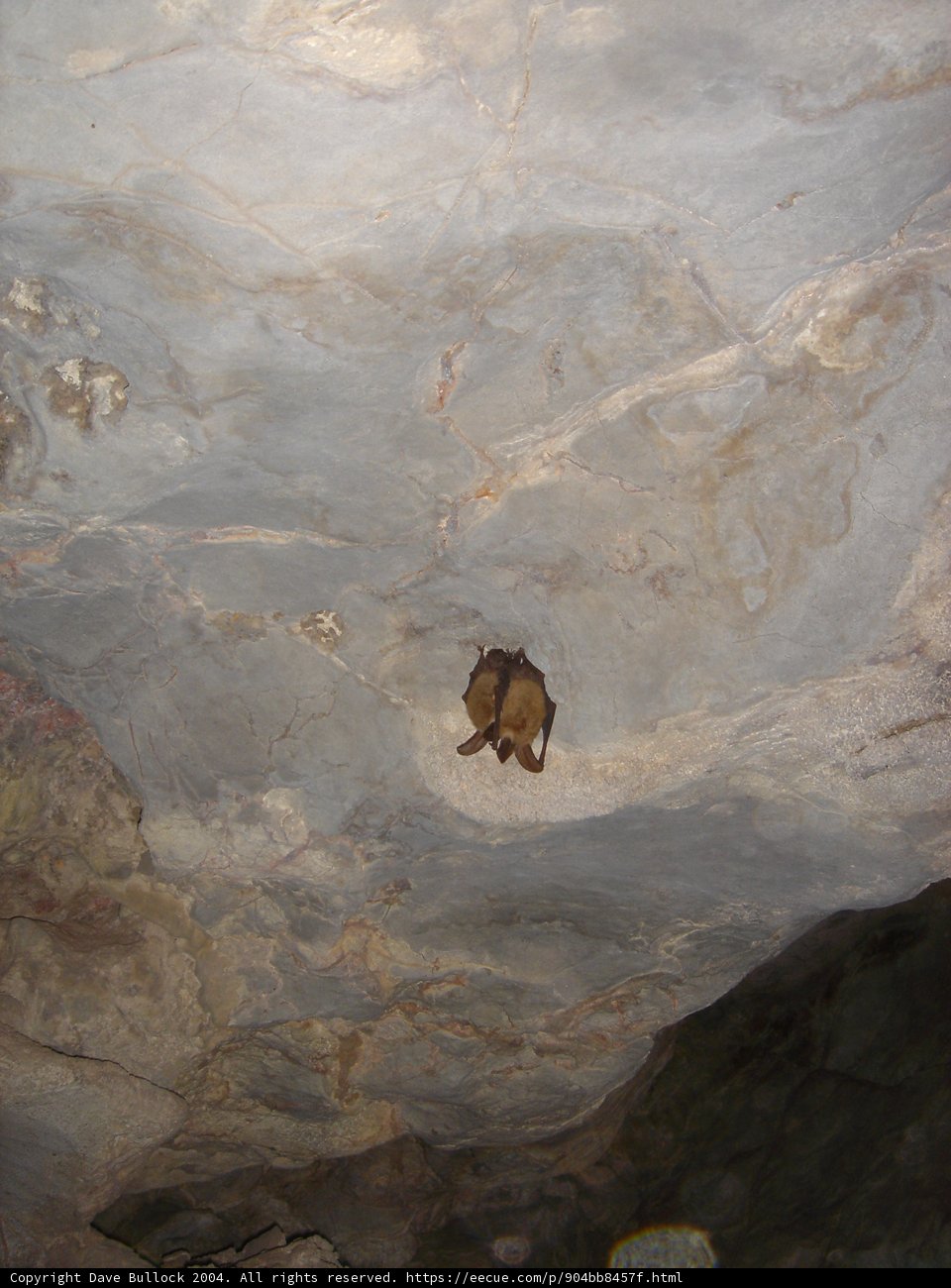 Cave Dweller