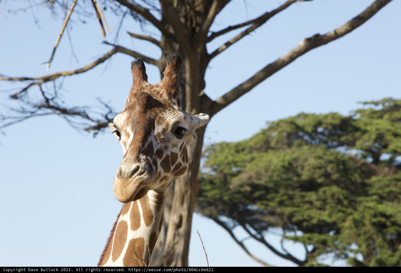 Majestic Afternoon at the SF Zoo