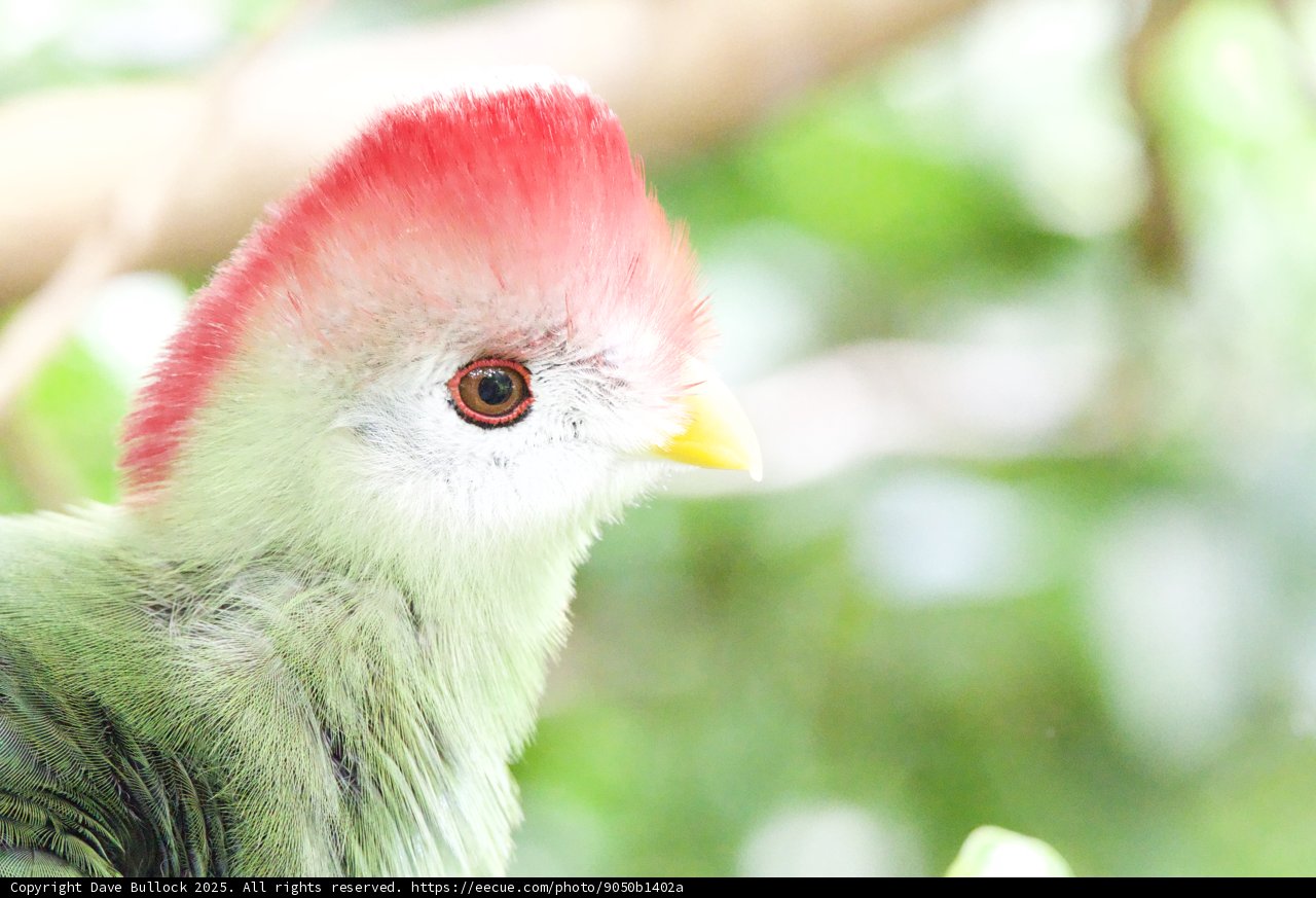 Vibrant Plumage: A Glimpse of Nature's Artistry