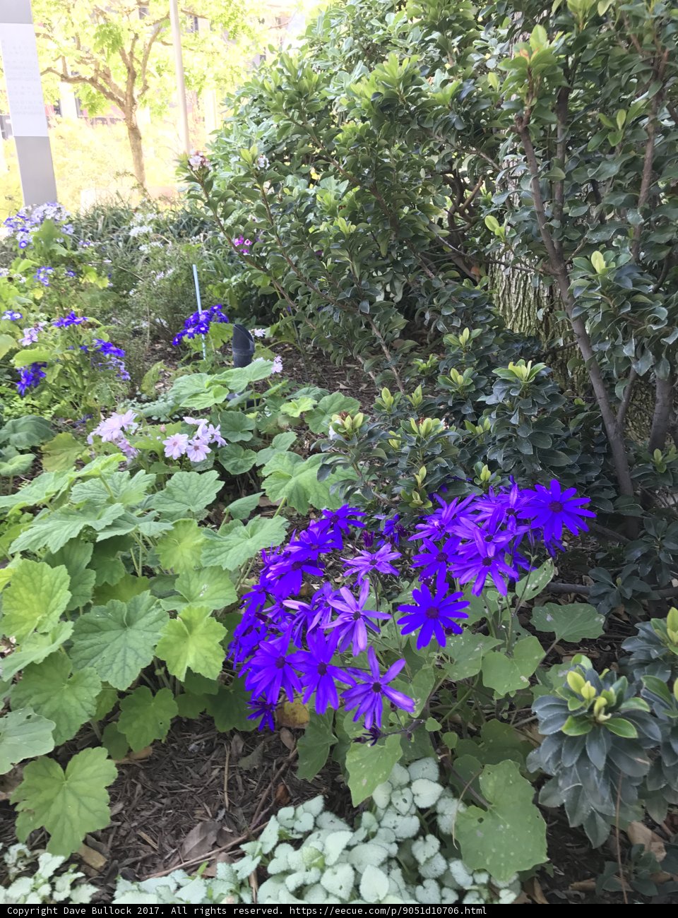 Purple Petunias in a Lush LA Garden