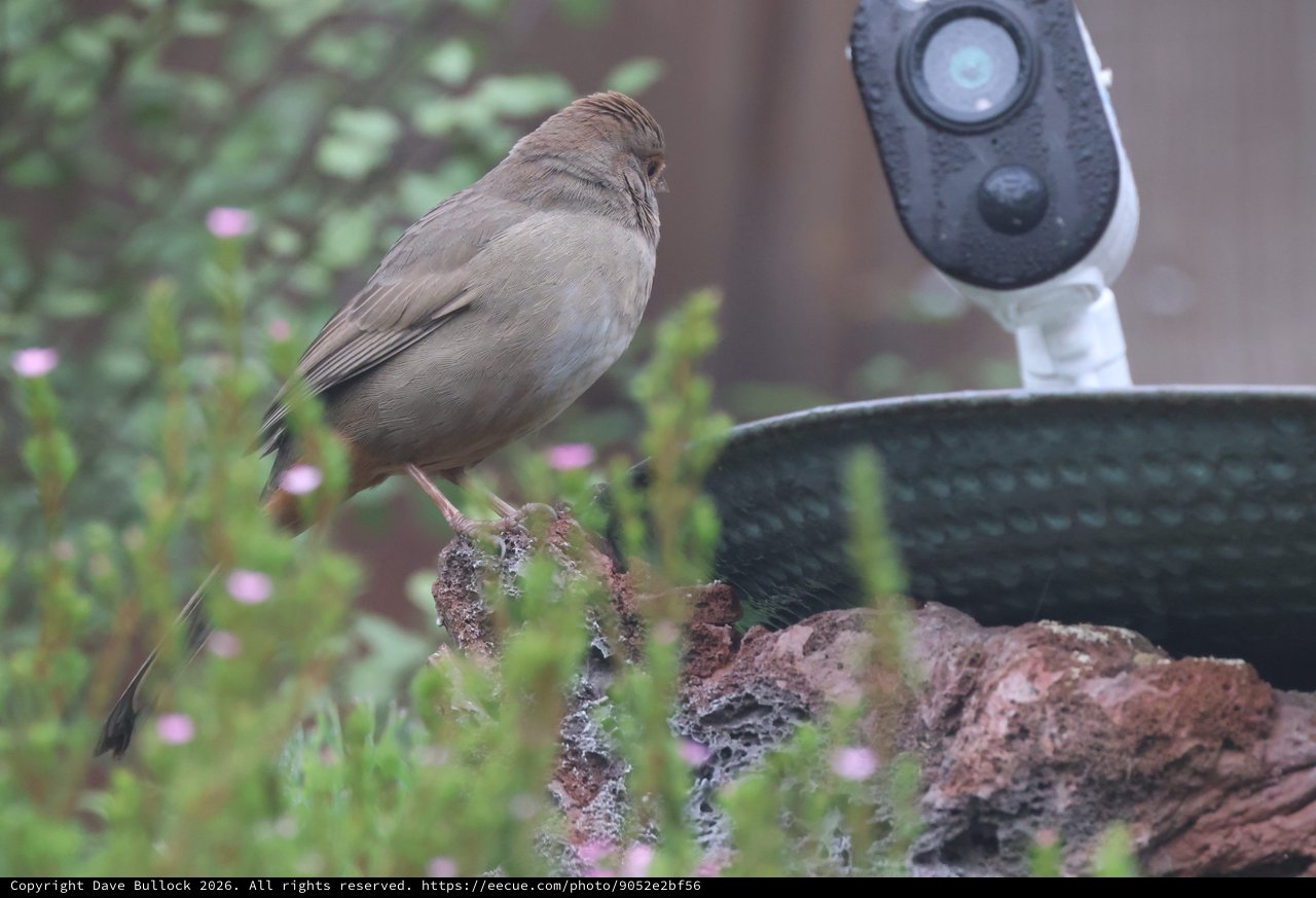 Small Bird Perched Near Security Camera in Garden