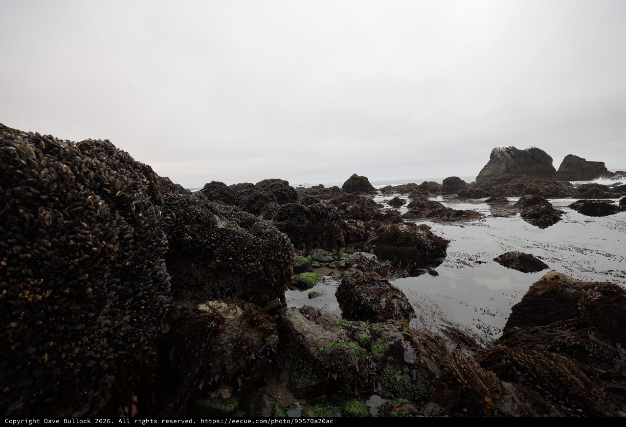 Mussel-Covered Rocks at Low Tide Coastal Pools