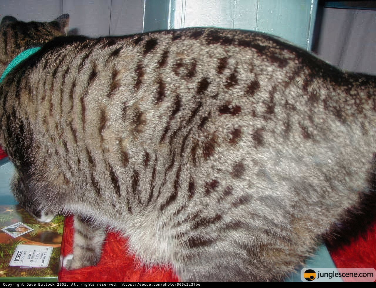 Purrfectly Positioned