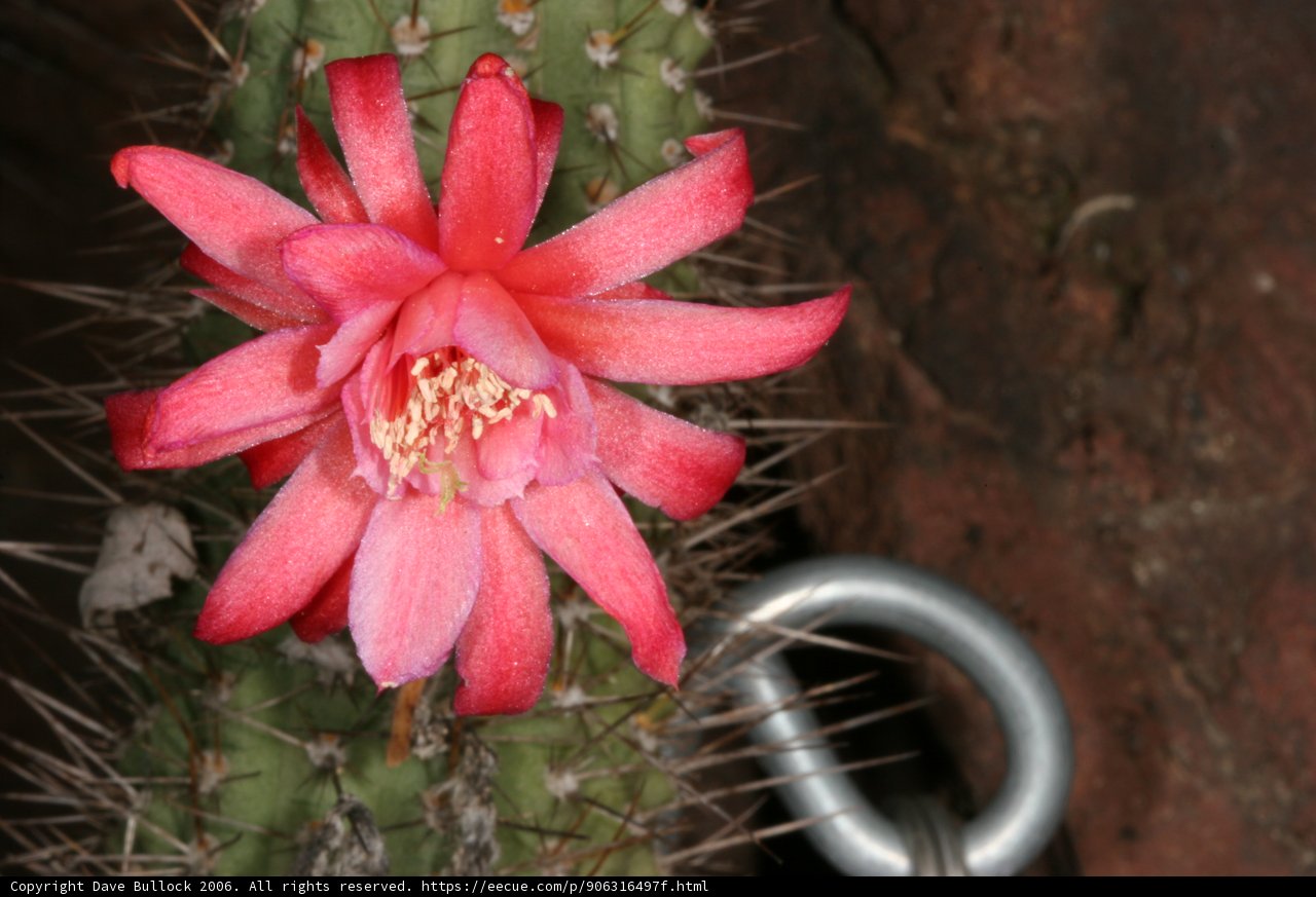 Crimson Beauty