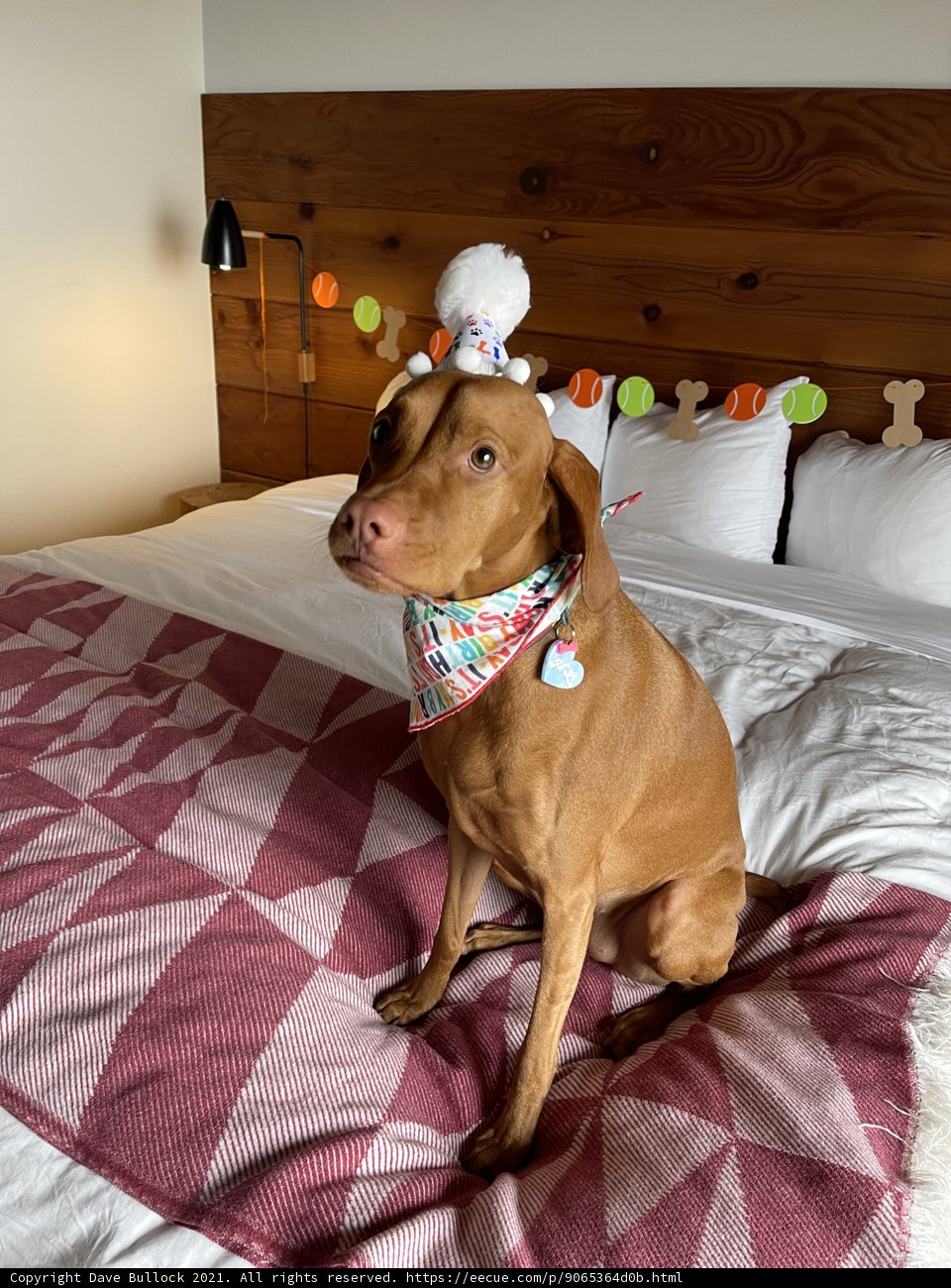 Birthday Pup on a Cozy Bed