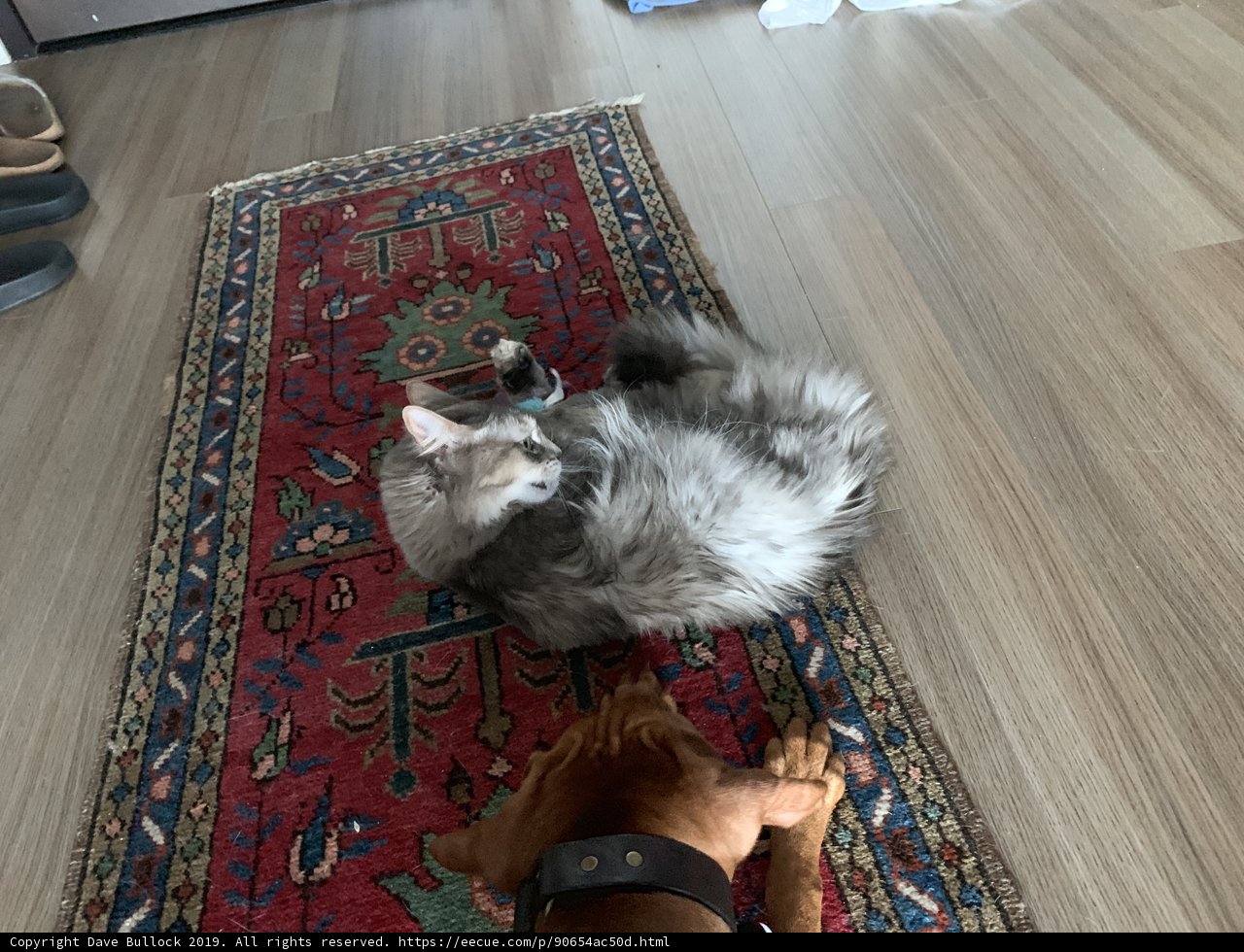 Furry Friends on Hardwood