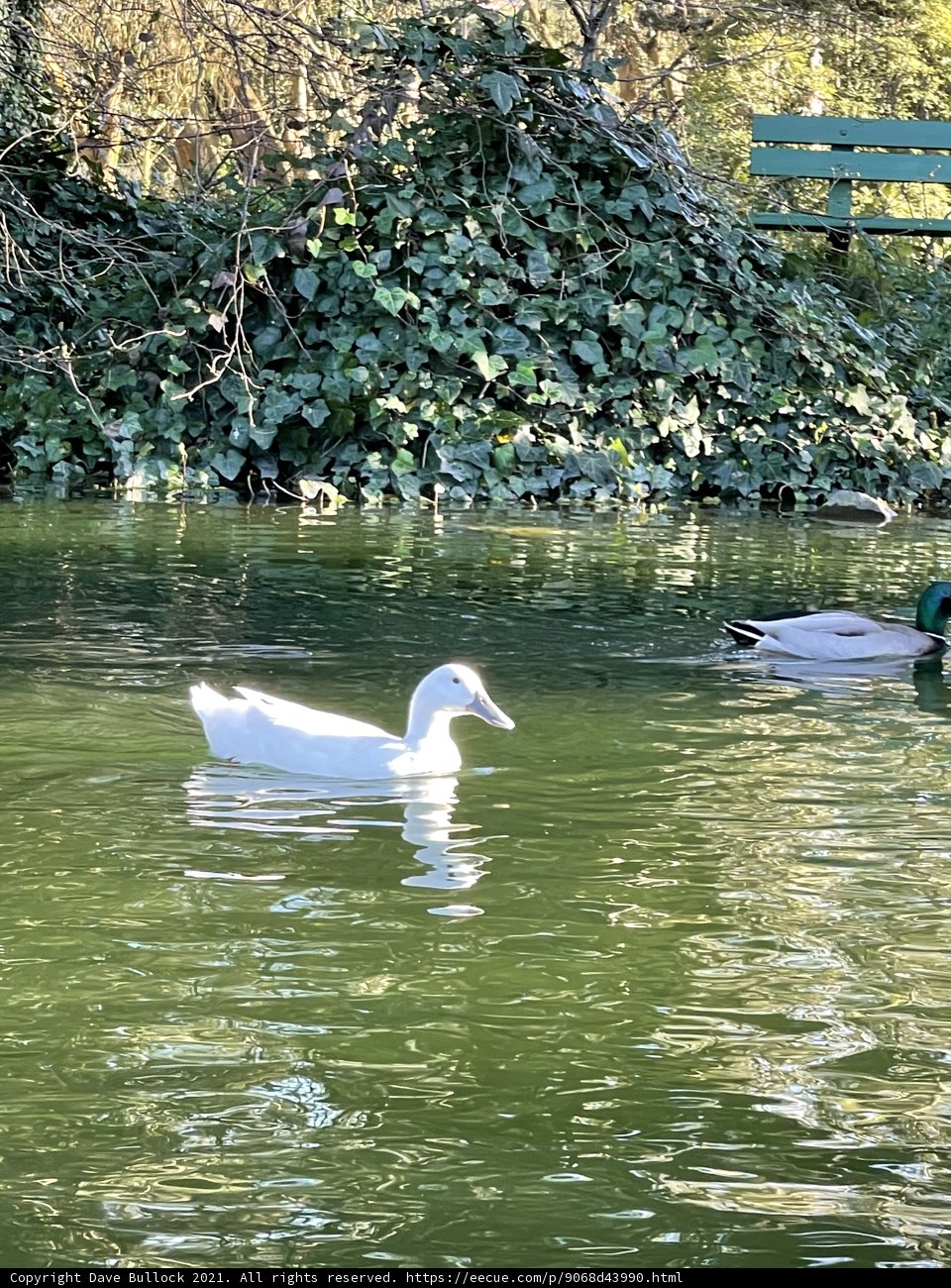 Feathered Friends at Stow Lake