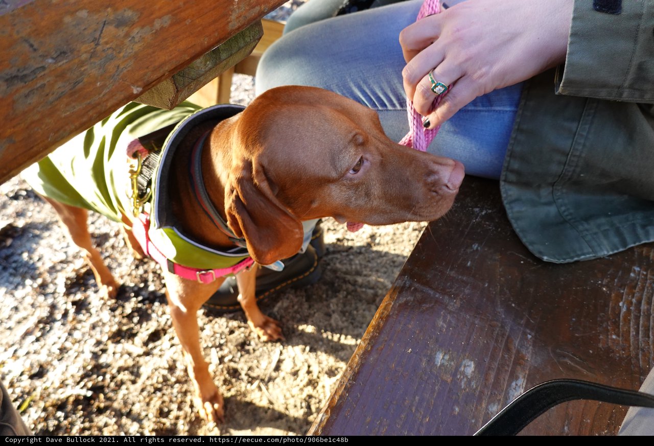 Dachshund Receives Gentle Petting from Owner