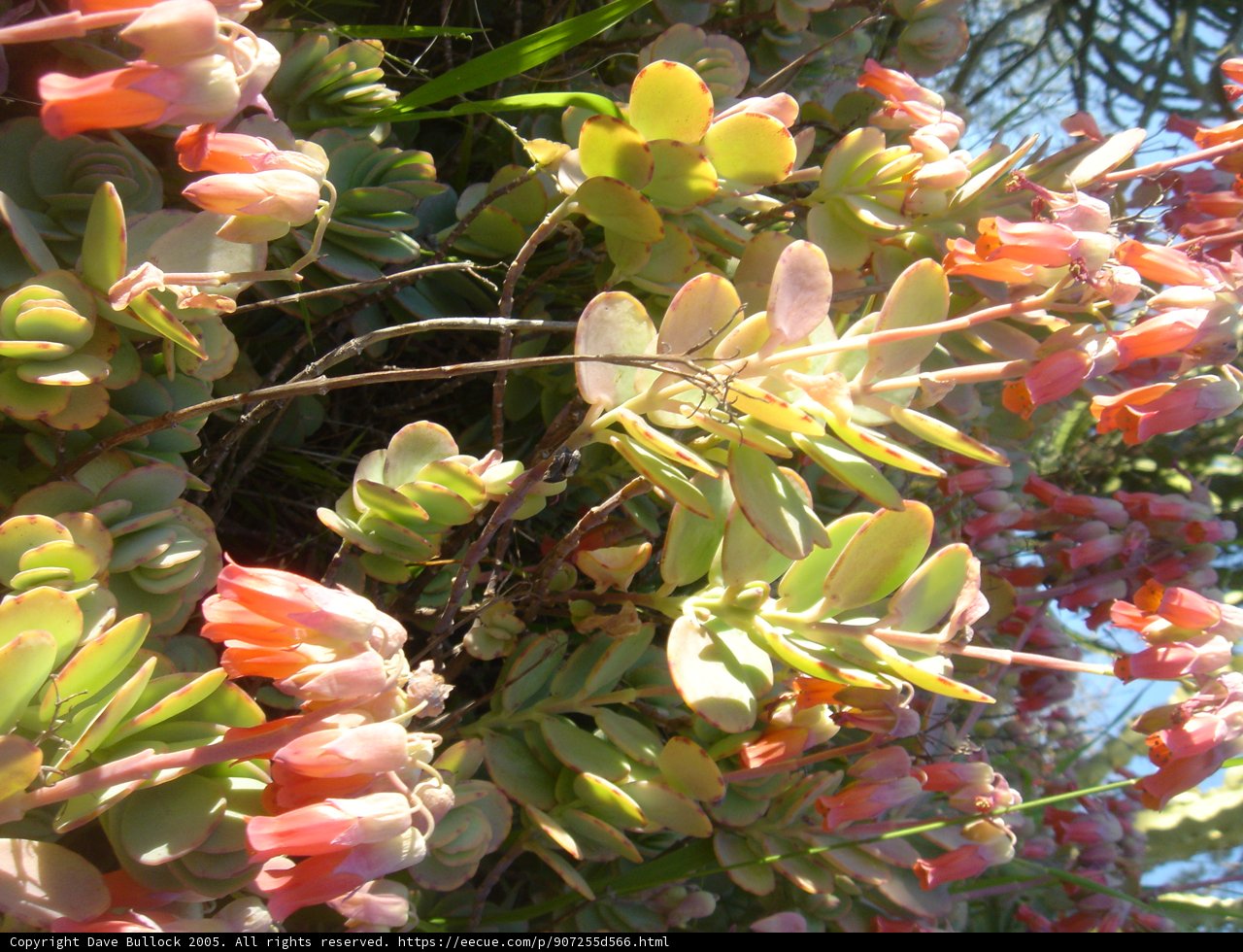 Blooming Beauty