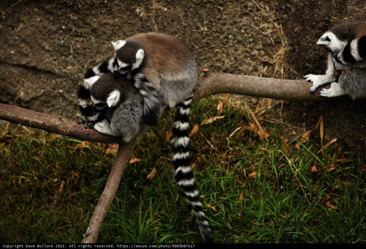 Lemur Loveliness at Oakland Zoo