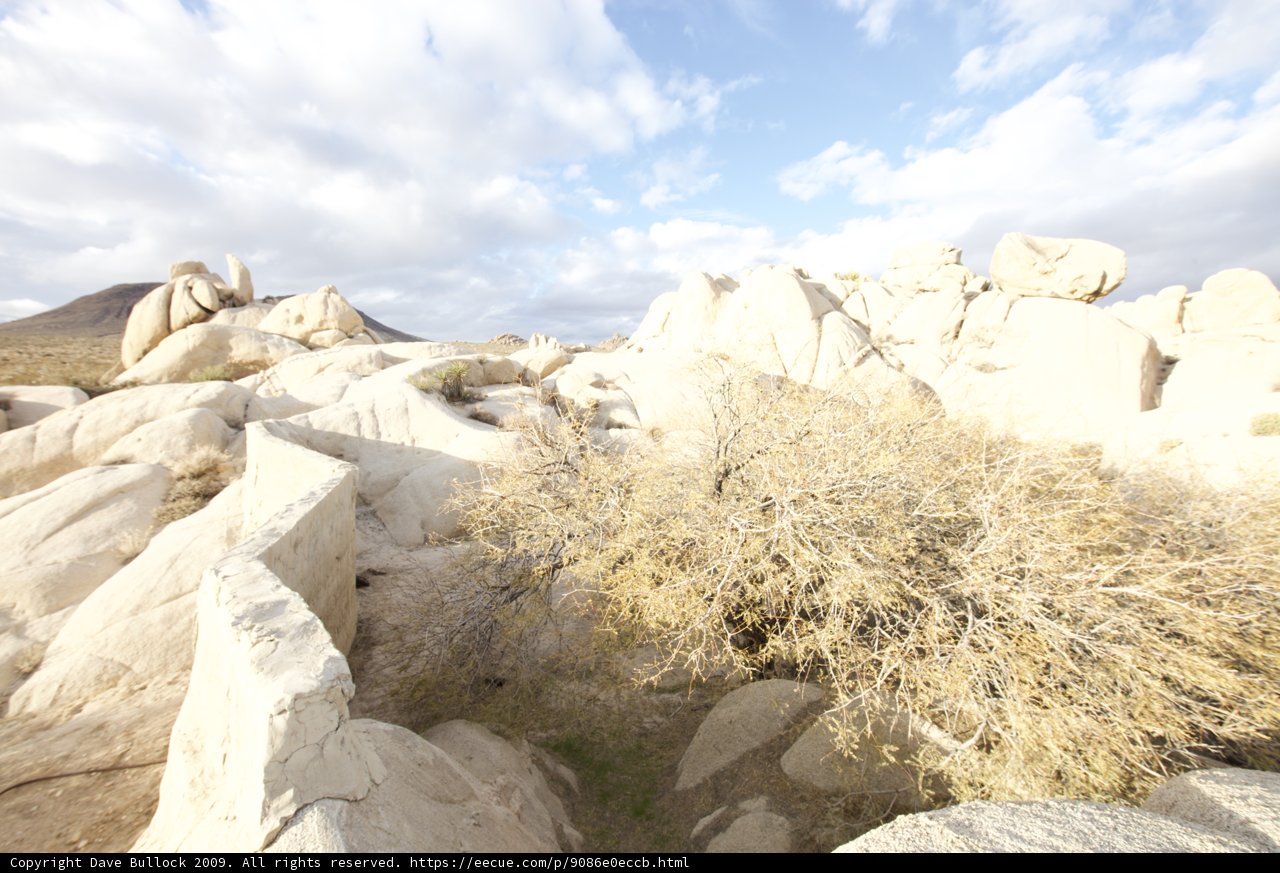 Desert Oasis