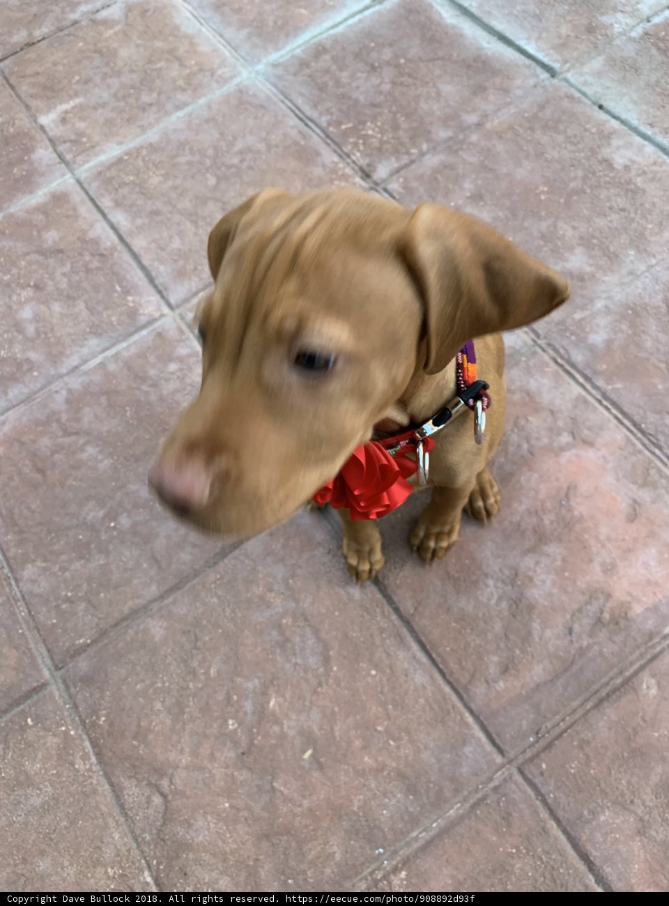 The Fashionable Hound