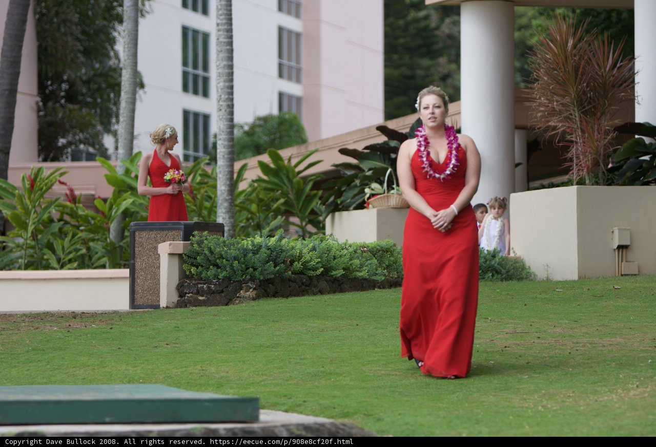 Red Carpet in the Hawaiian Lawn