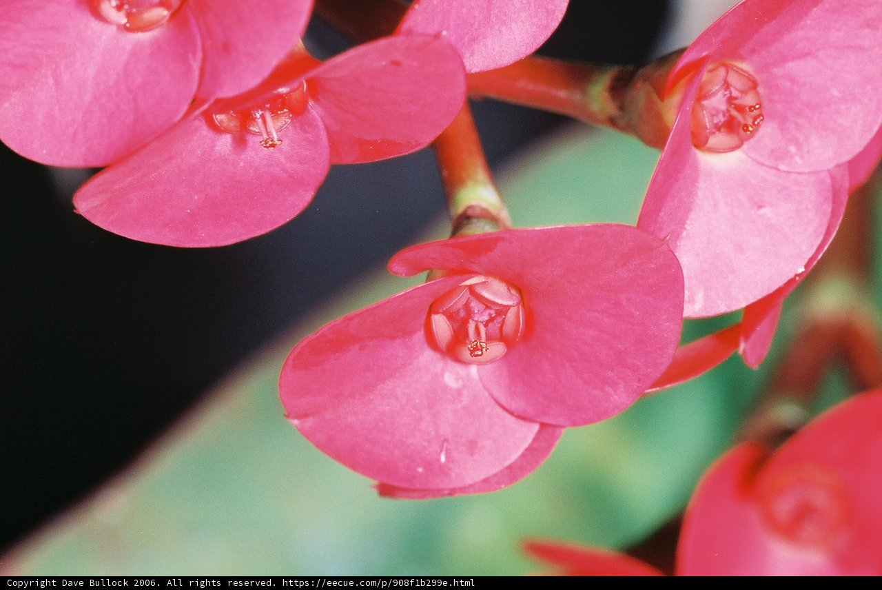Blooming Beauty