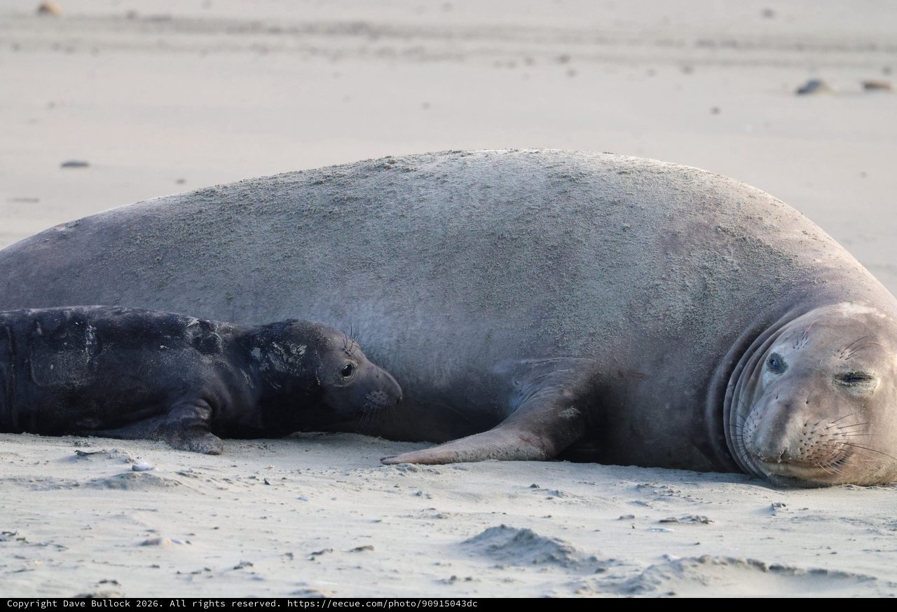 Elephant Seal Mother and Pup Resting on Beach