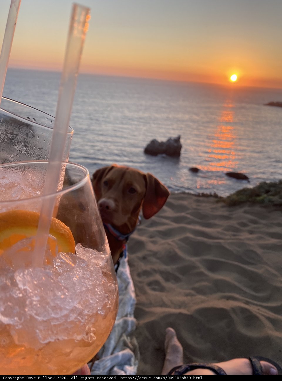 Beach Bum Doggo