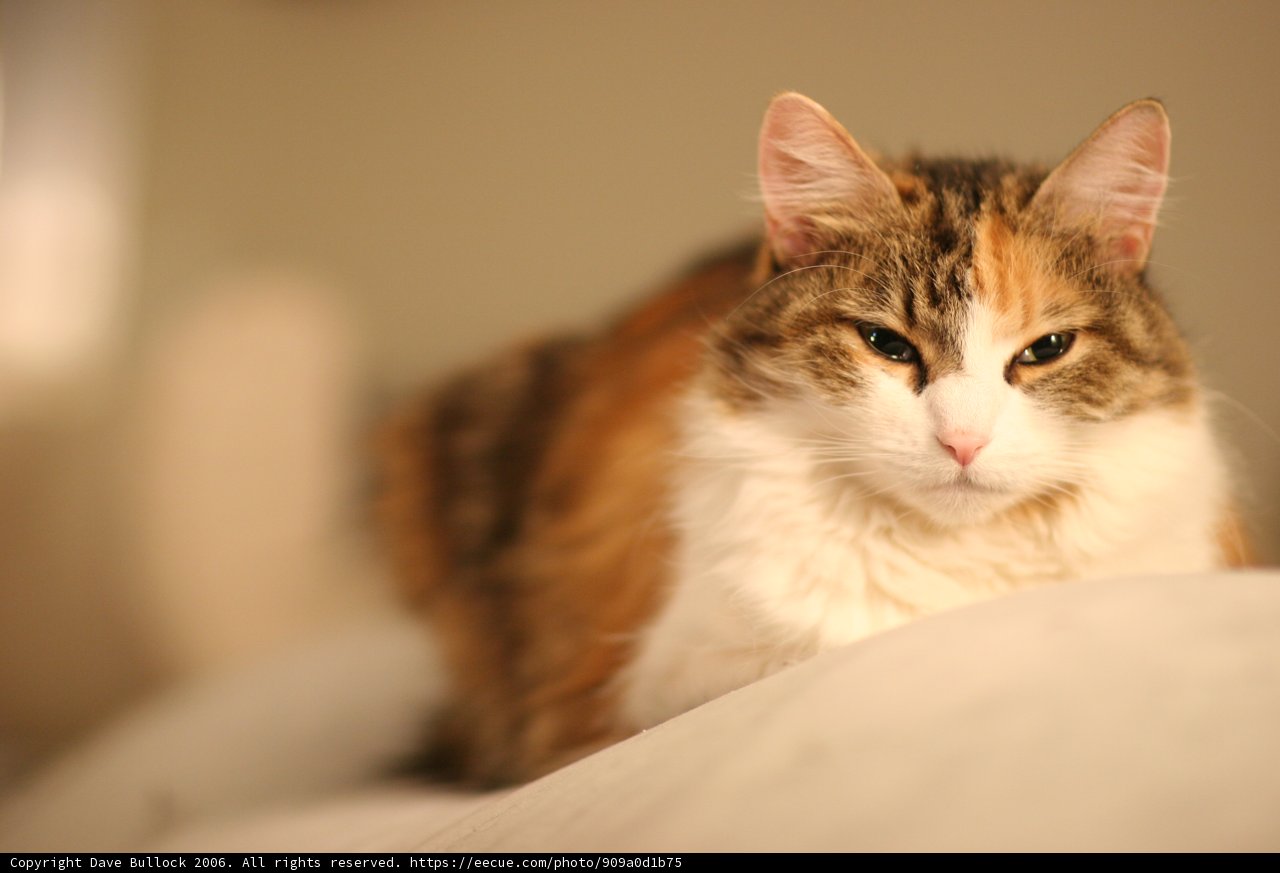 Comfy Cat on the Bed