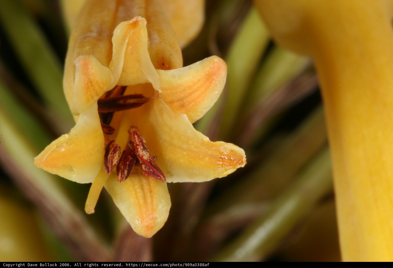 Brown Petals of a Yellow Flower