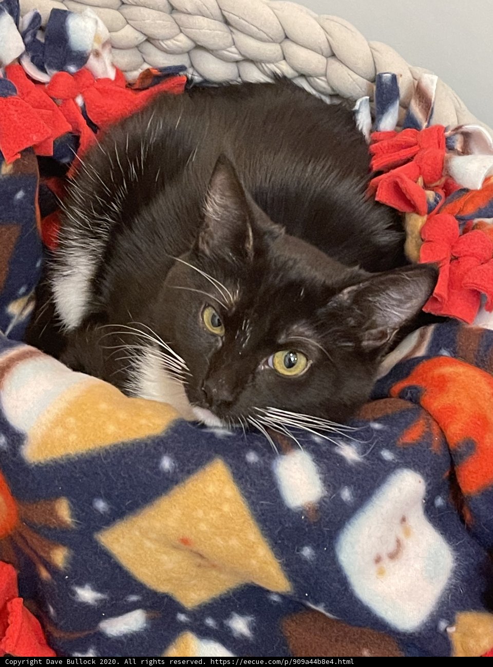 Cozy cat cuddles on a San Francisco afternoon