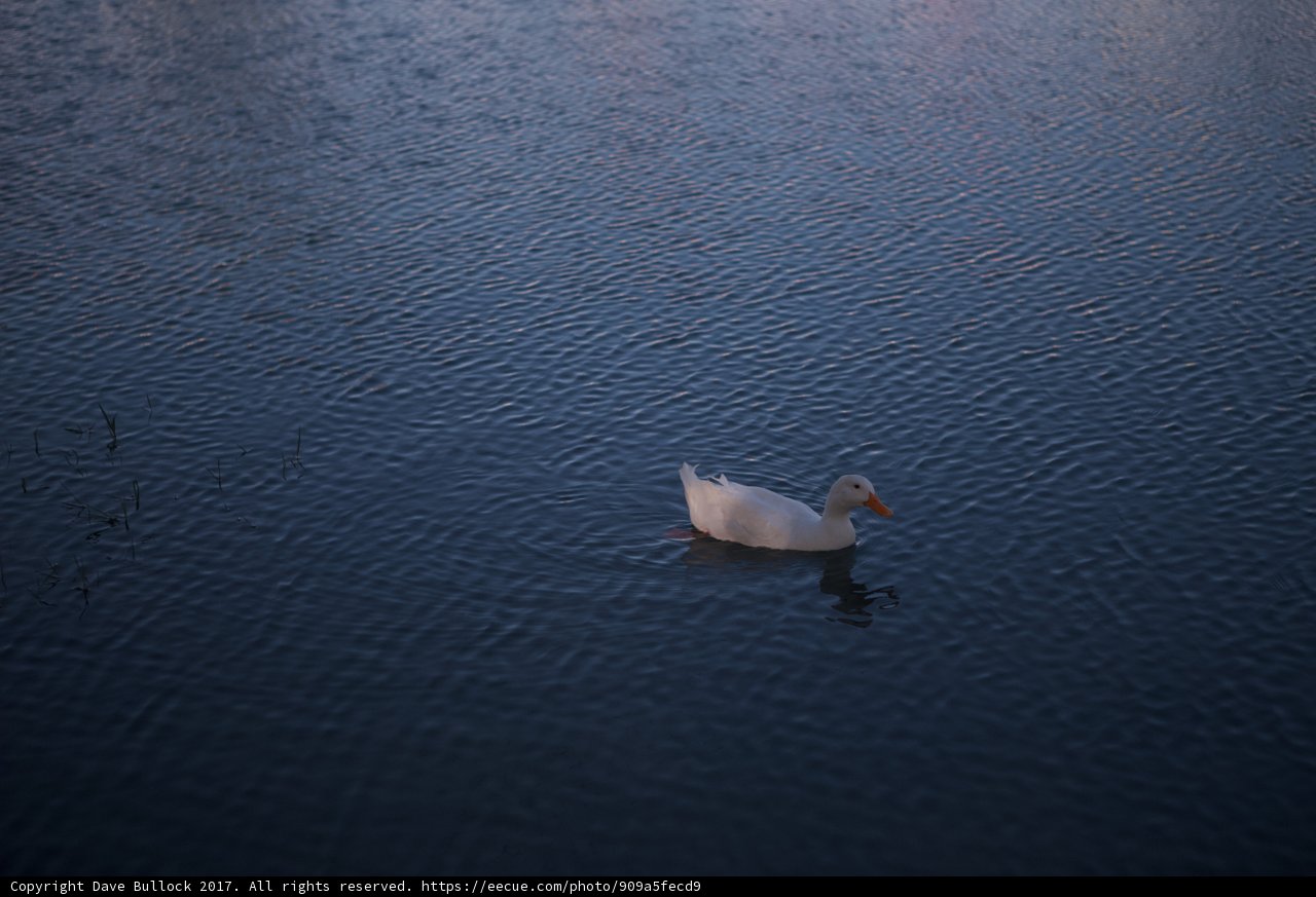 Serene Swan Lake