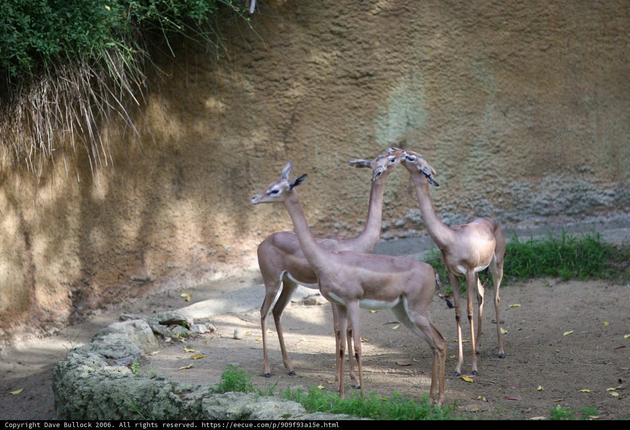 The Trio of Gazelles