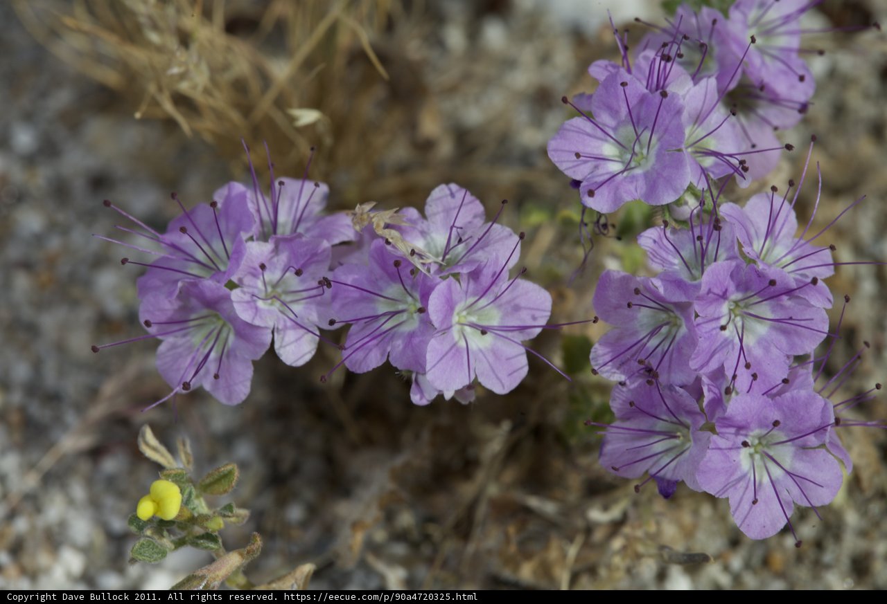 Desert Bloom