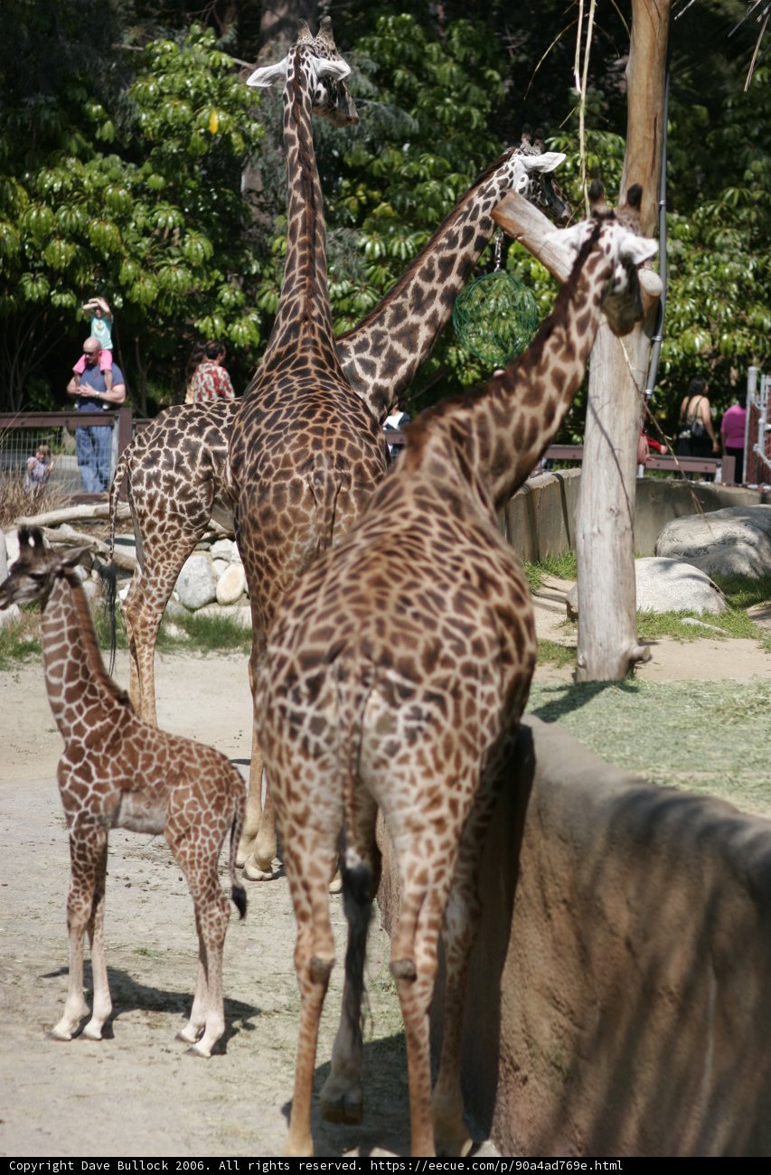 Majestic Giraffes in Their Zoo Enclosure