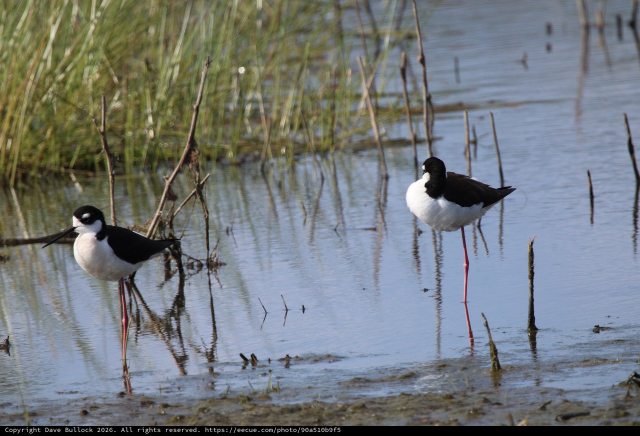 Black-necked Stilts Wading in Wetland Habitat