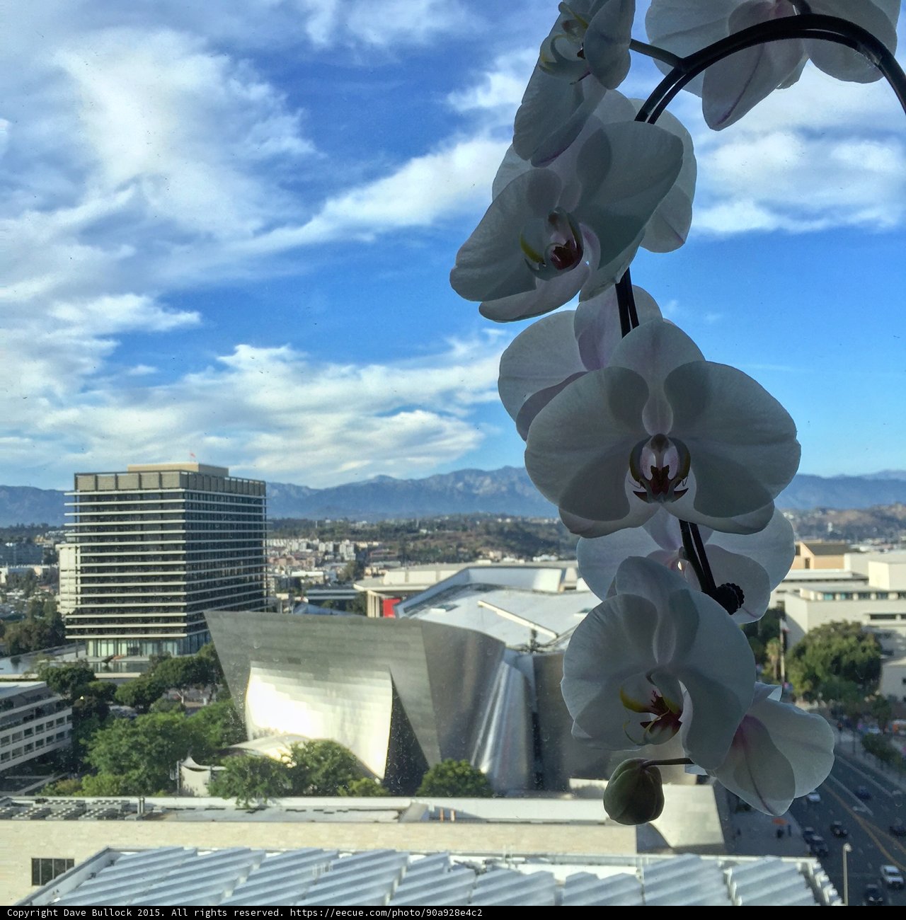 Orchids and Disney Hall