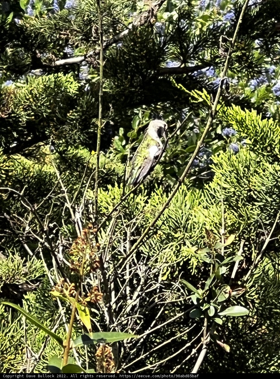 Feathered Perch