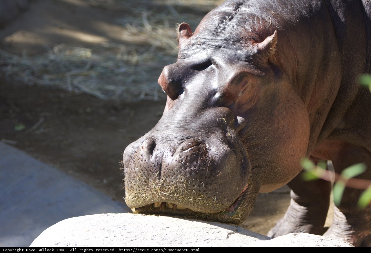 Hippo on a Rock