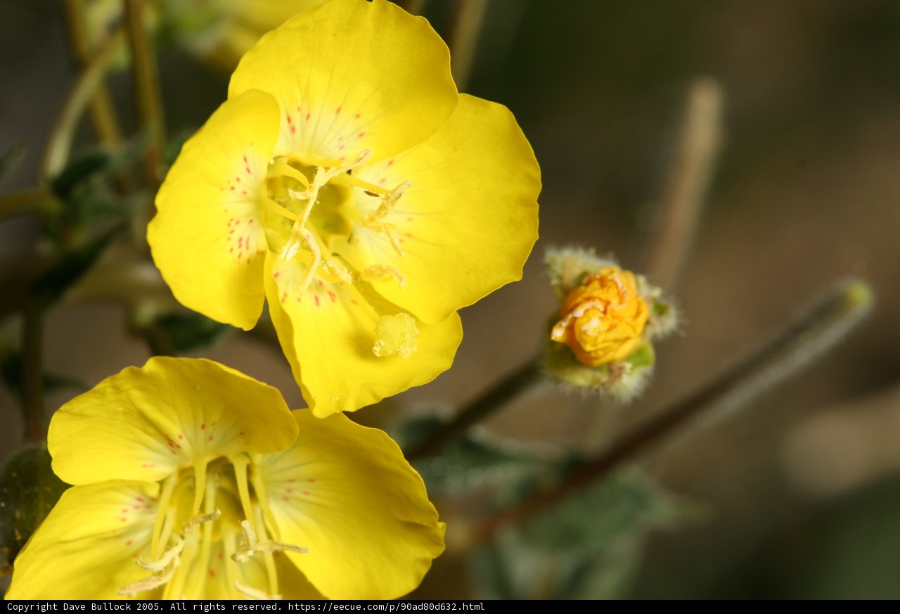 Yellow Petals in Bloom