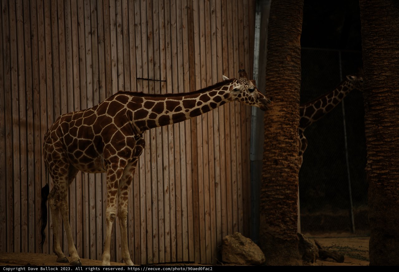 Encounter with Gentle Giants