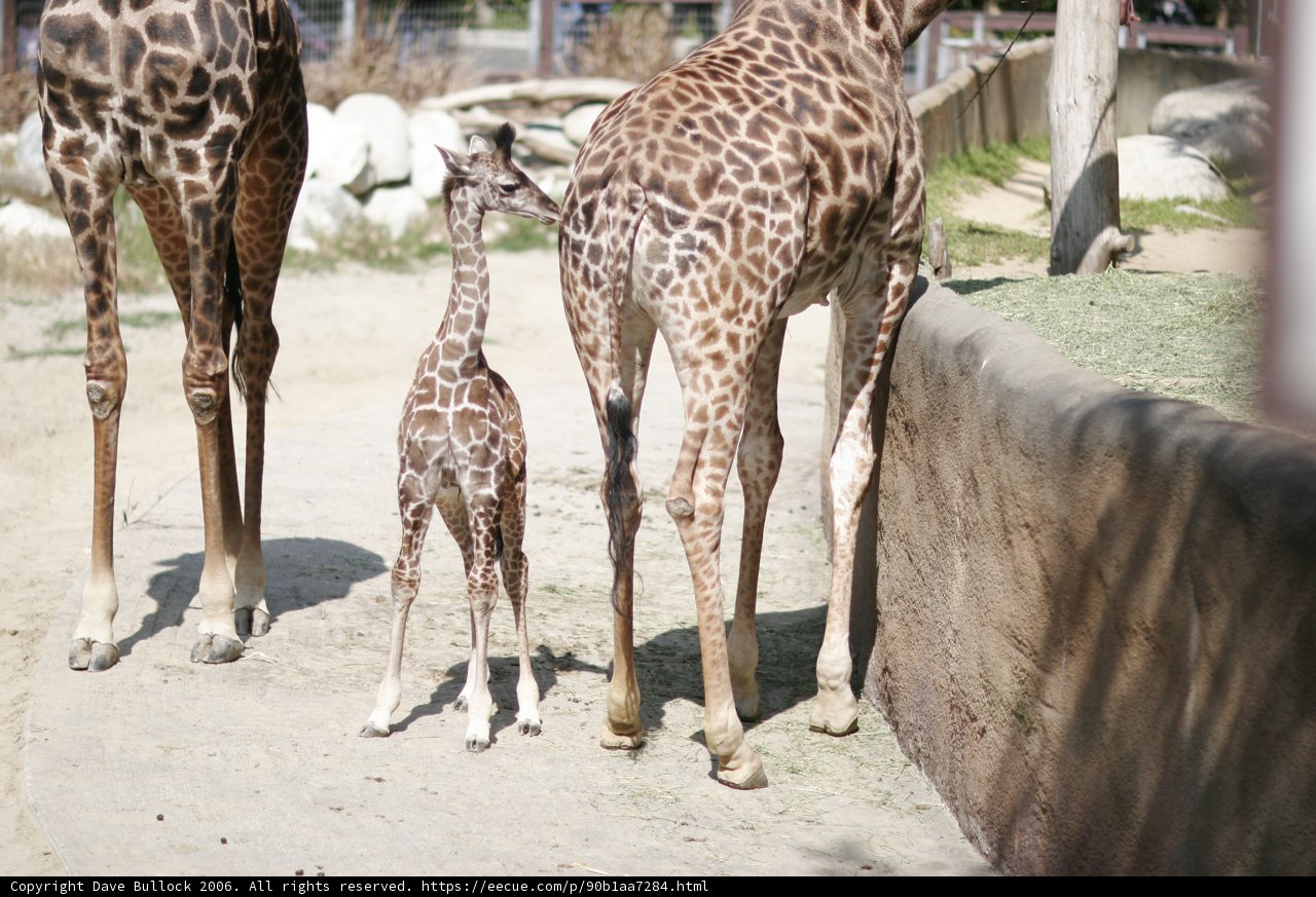 Baby Giraffe at the Zoo