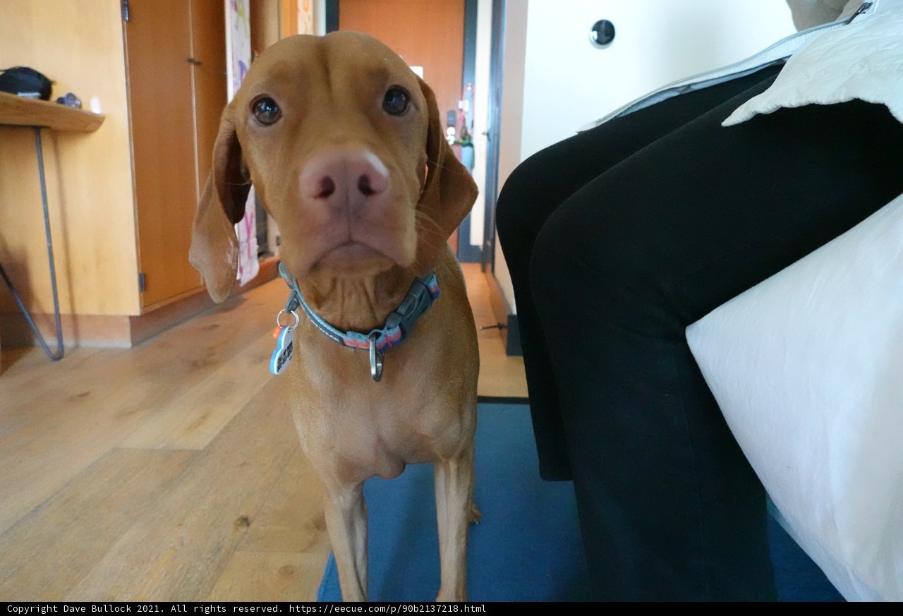 Pensive Pup on Plywood Bed