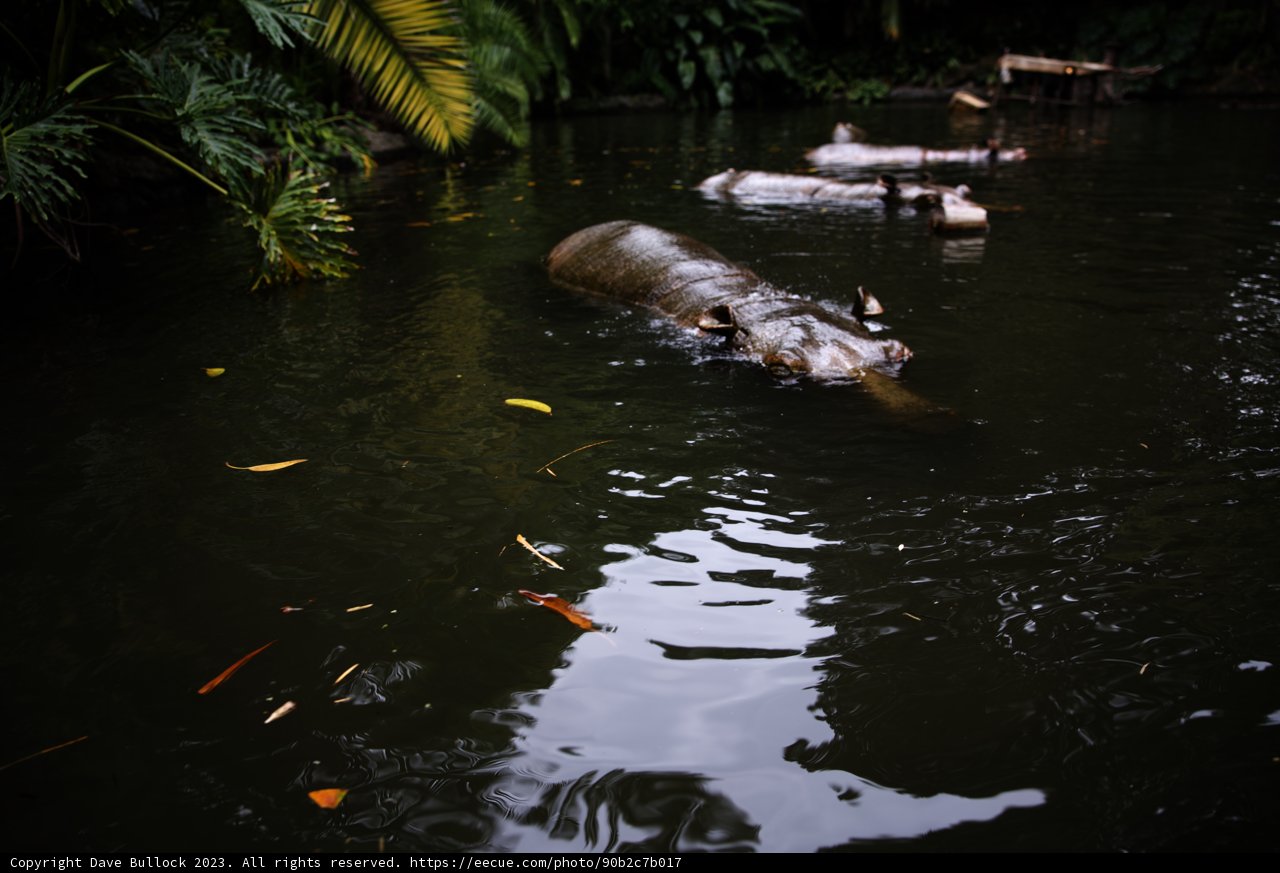 Hippo Haven at Disneyland