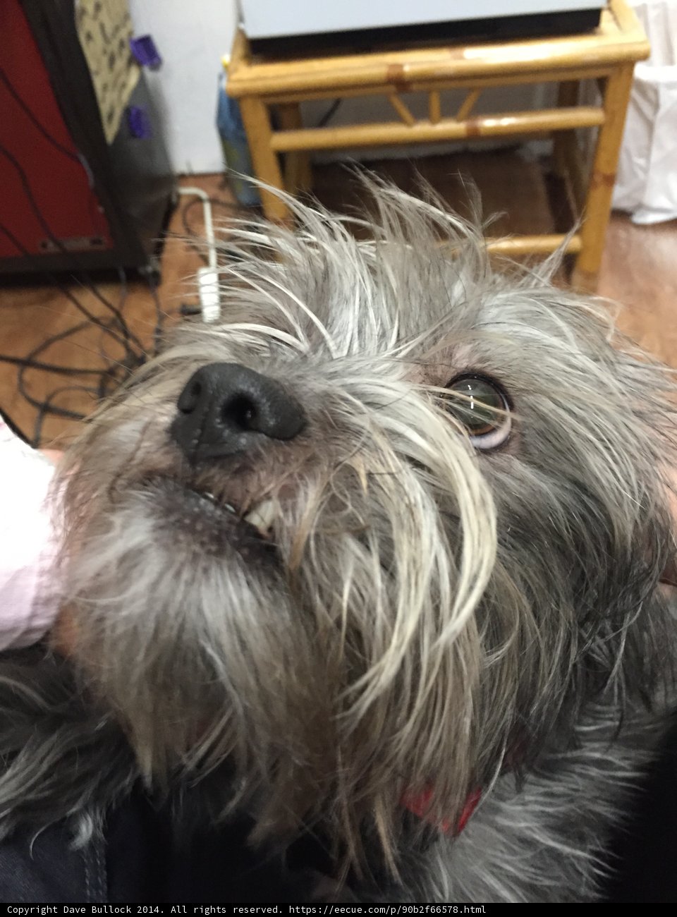 Long-Faced Canine