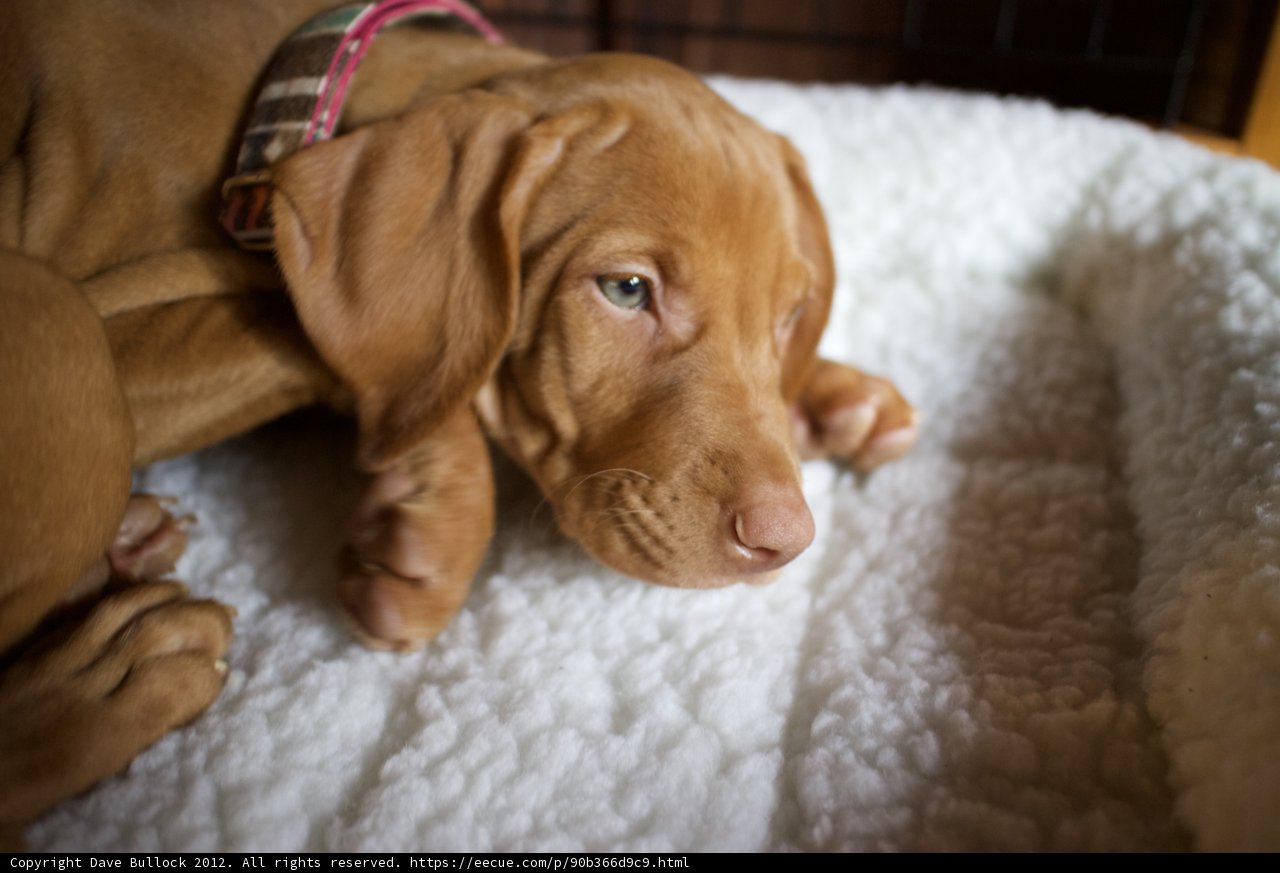Lazy Dog Day Afternoon