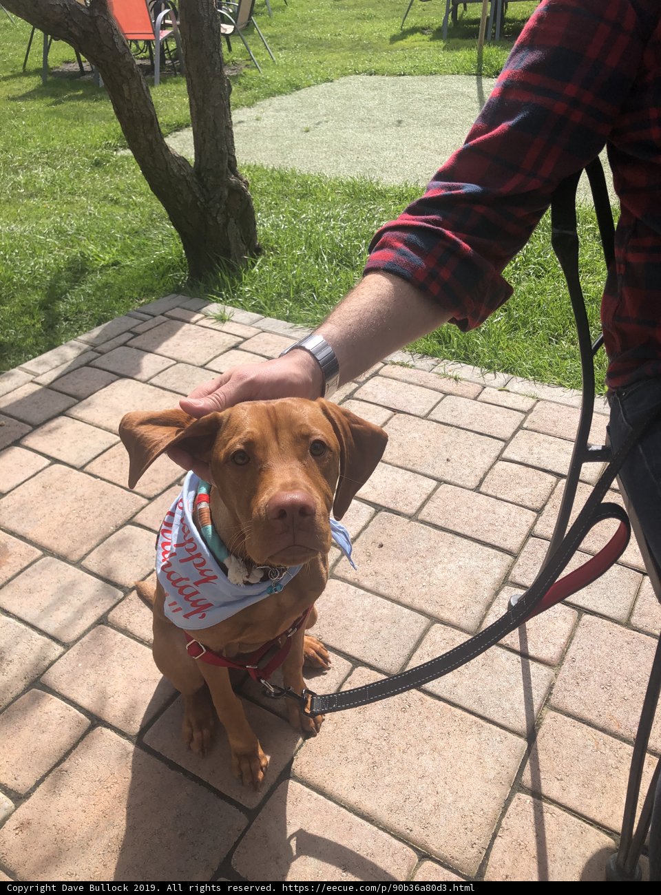 A Walk with My Furry Friend