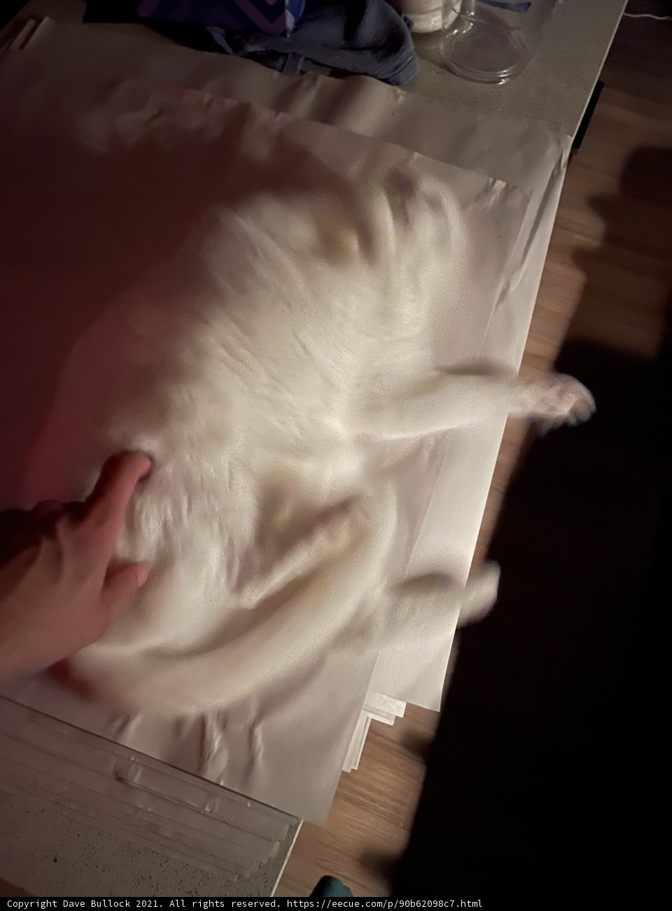 A Bride's Feline Friend