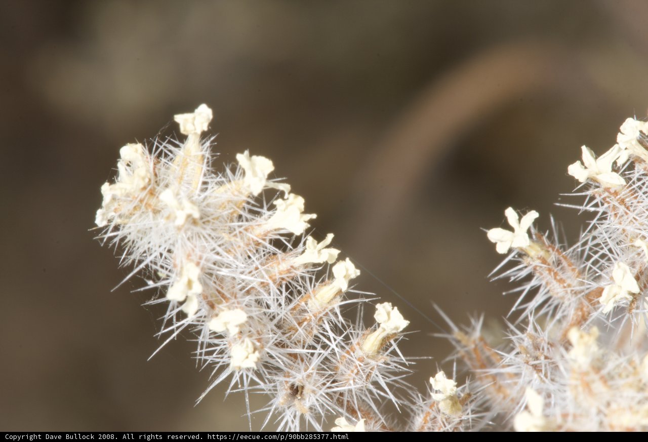 White Flowered Plant in the Desert