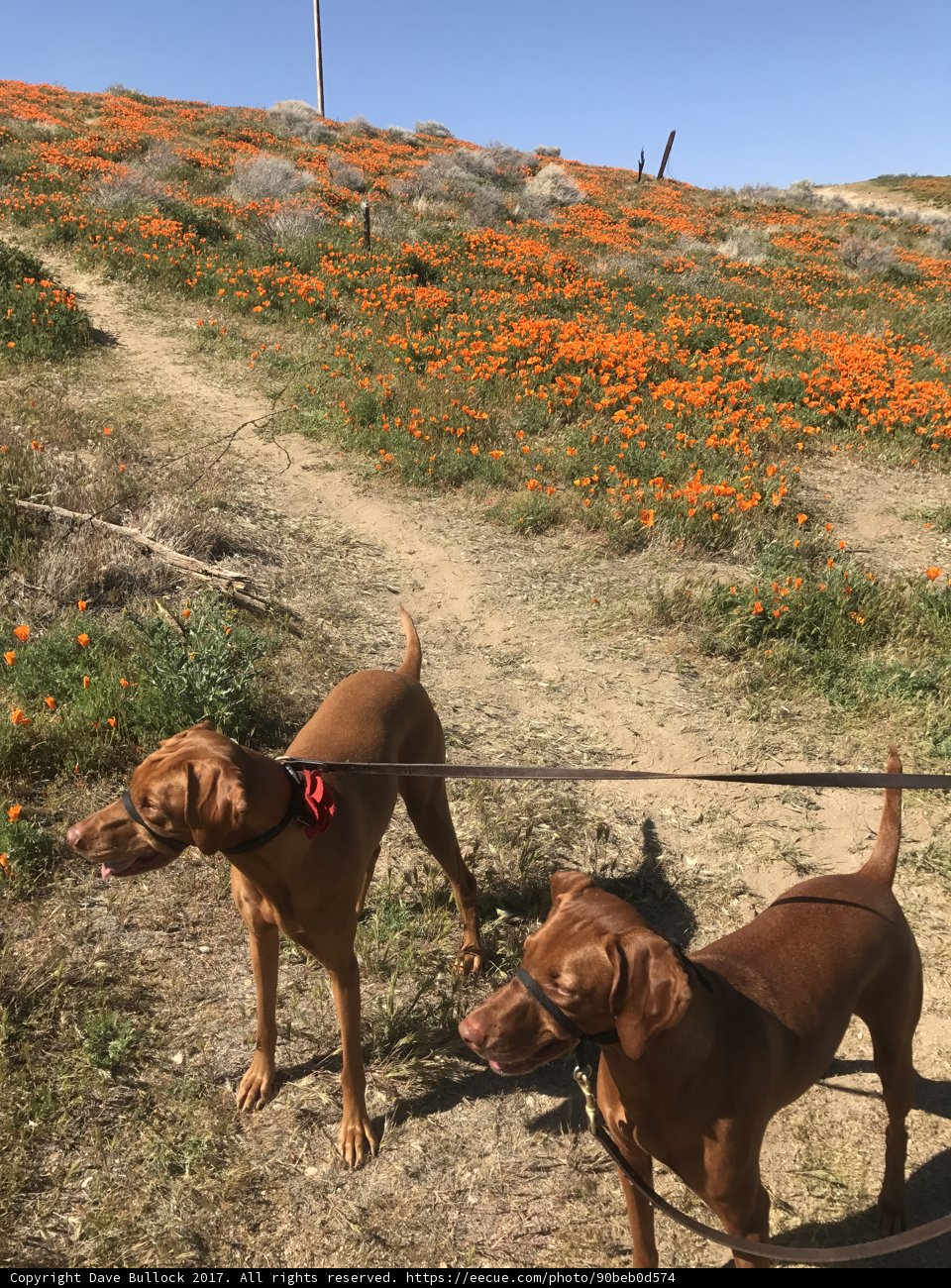 Pawsing for a Flower Break
