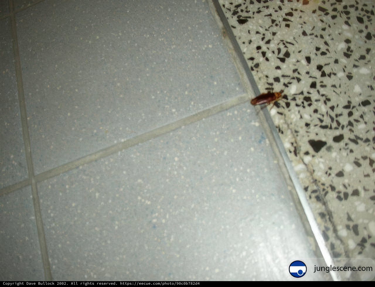 Creepy Crawly Critter