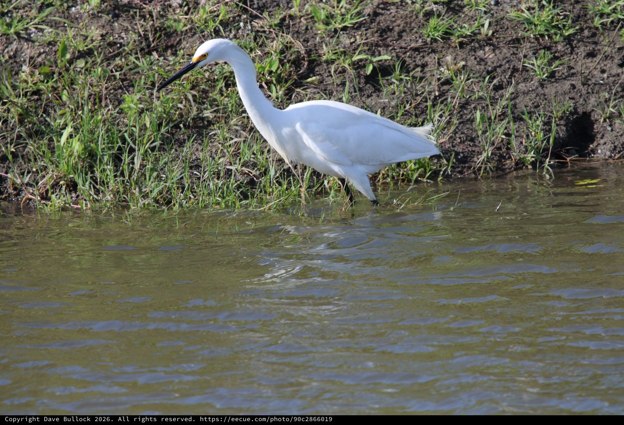 Snowy Egret Foraging Along Muddy Wetland Shore