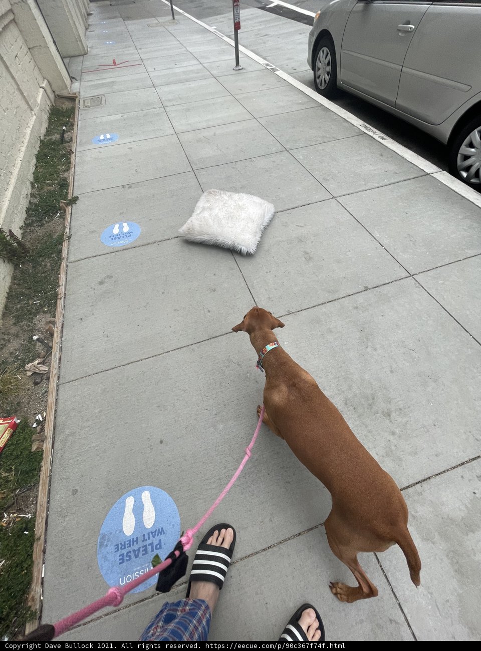 A Canine Companion on the City Sidewalk