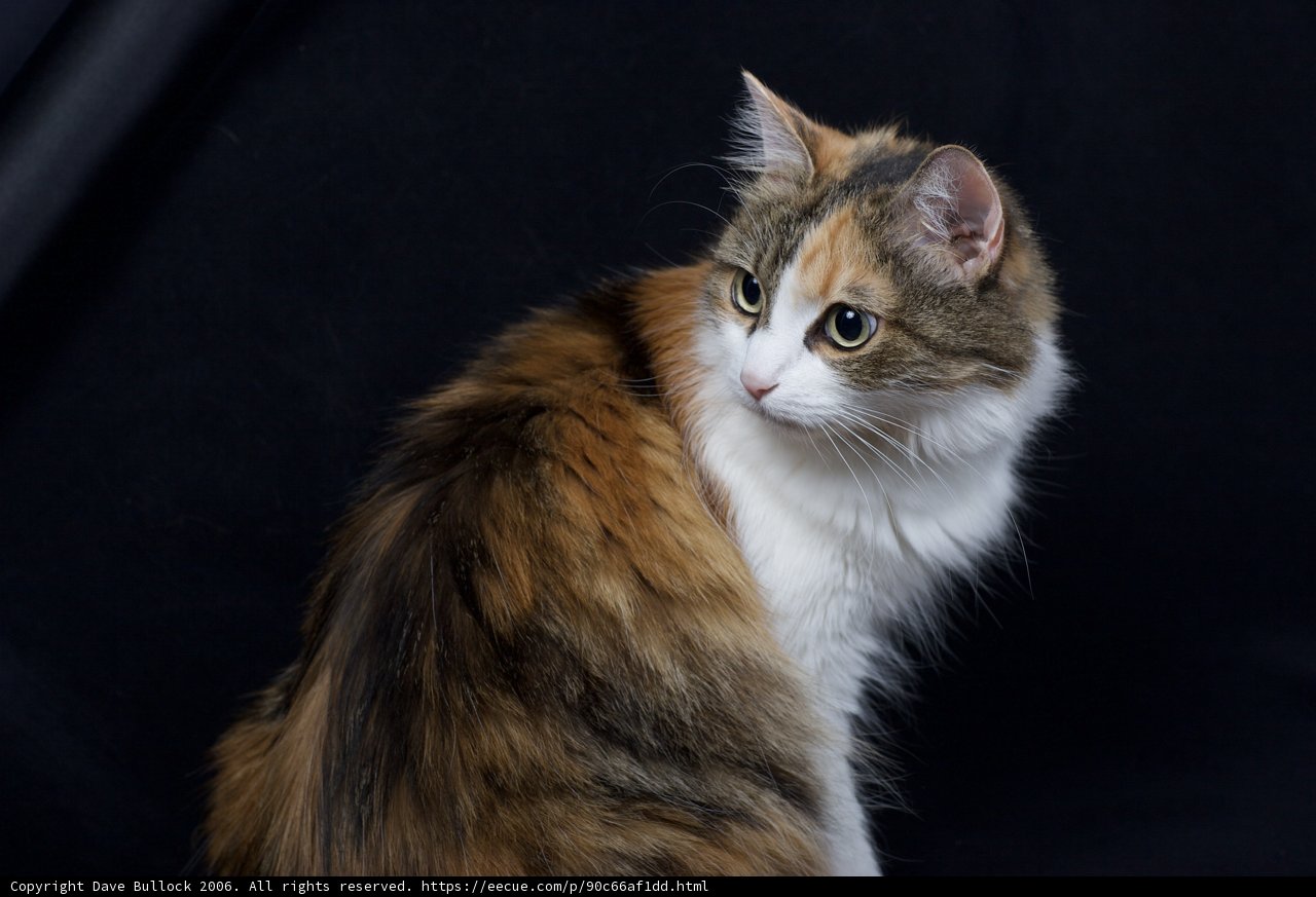 Calico Kitty on Black Background