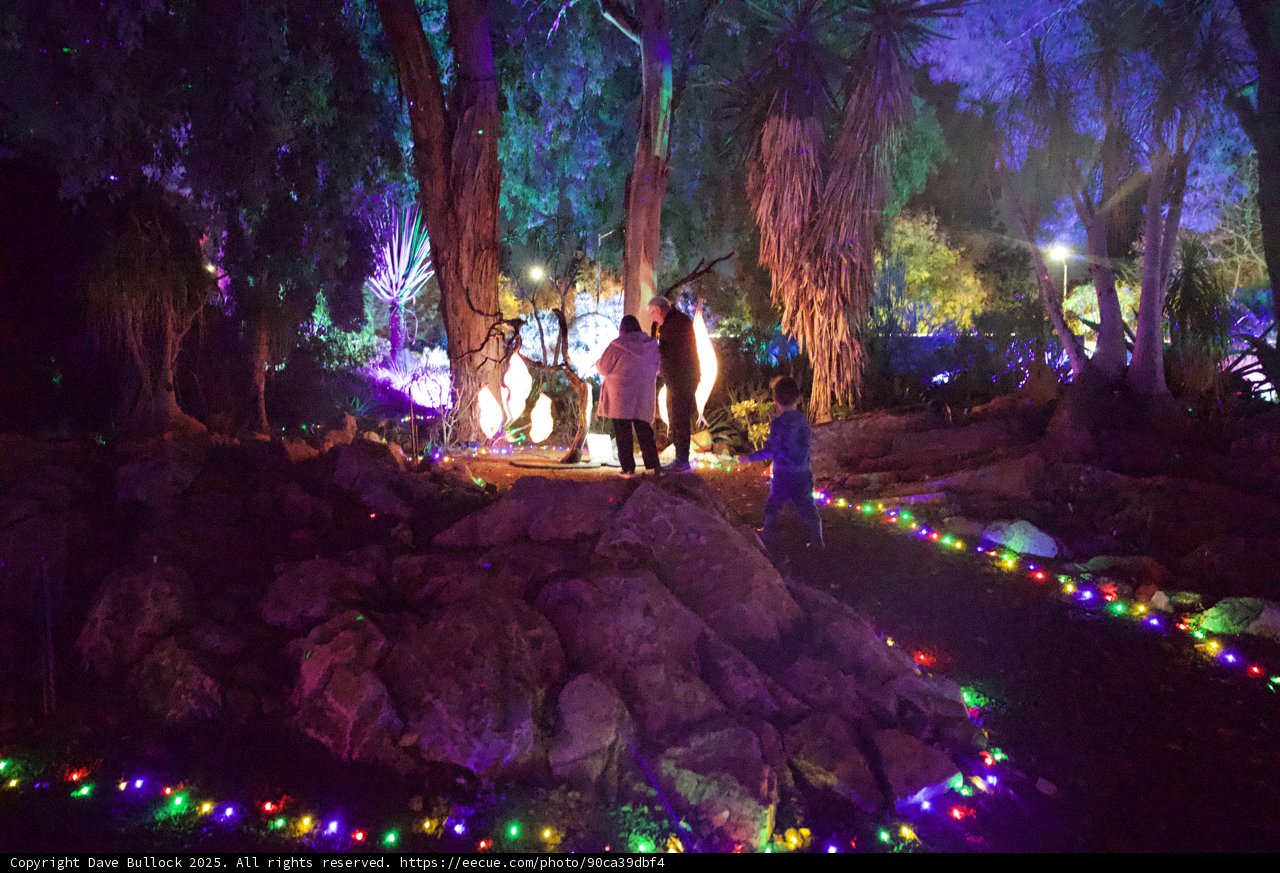 Enchanted Nocturnal Stroll