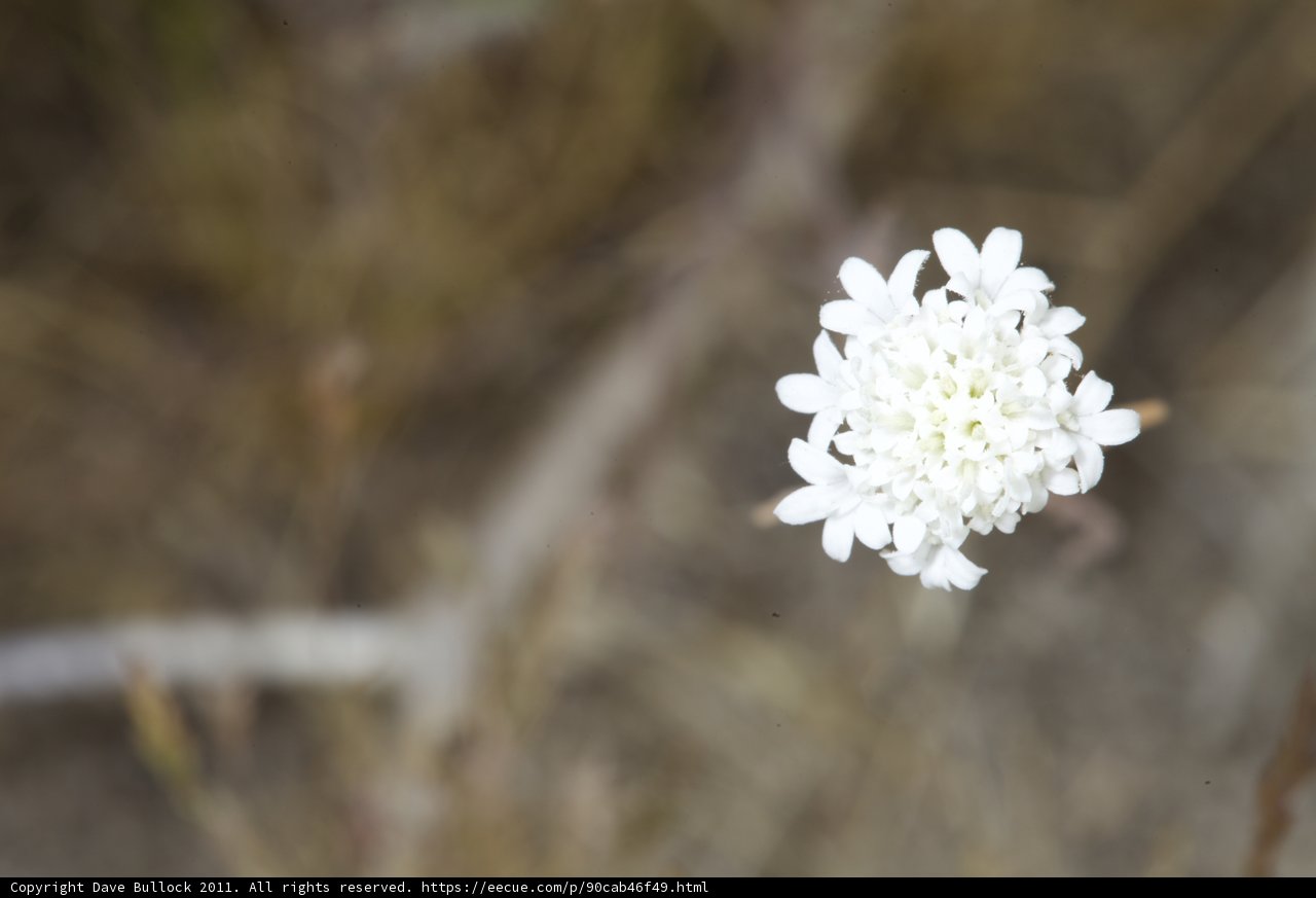Solitary Beauty
